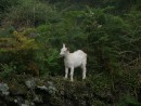 Baby goat, Pico mountain: Baby goat, Pico mountain
